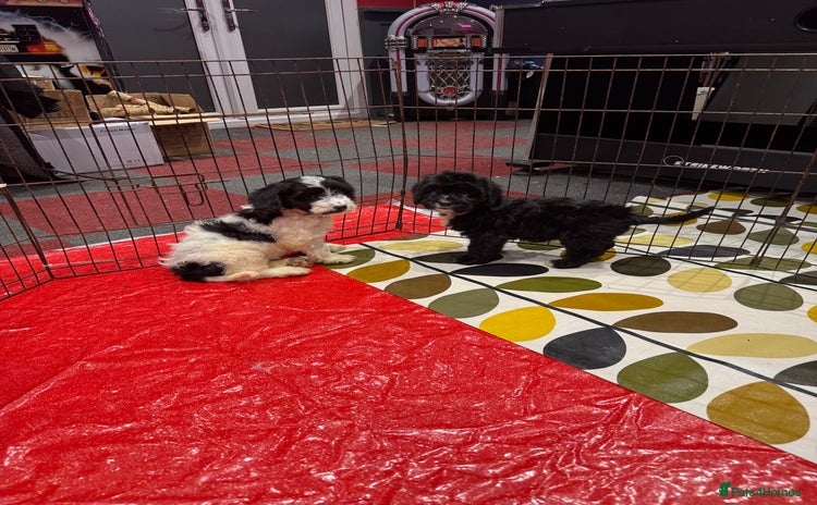 Cockapoo dogs stunning cockapoo puppies ready now 2 left - Advert 14