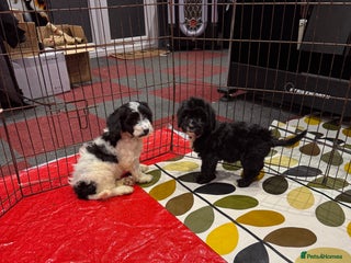 Cockapoo dogs stunning cockapoo puppies ready now 2 left - Advert 5