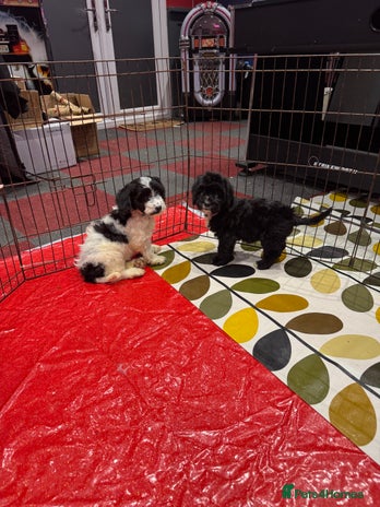 Cockapoo dogs stunning cockapoo puppies ready now 2 left - Advert 14