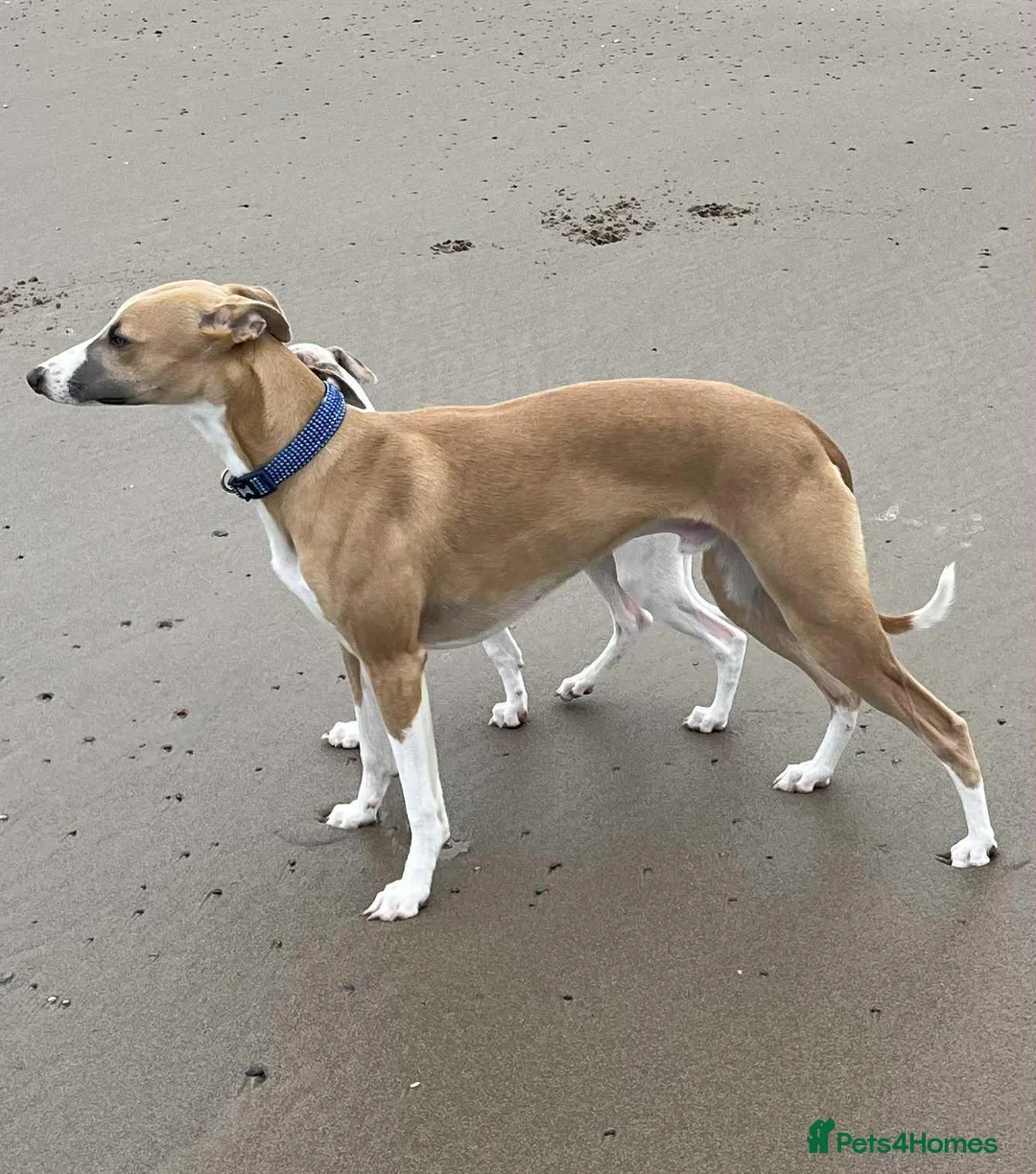 Whippet dogs for sale: 💕⭐️KC WHIPPET PUPS⭐️ 💕 - Advert 4