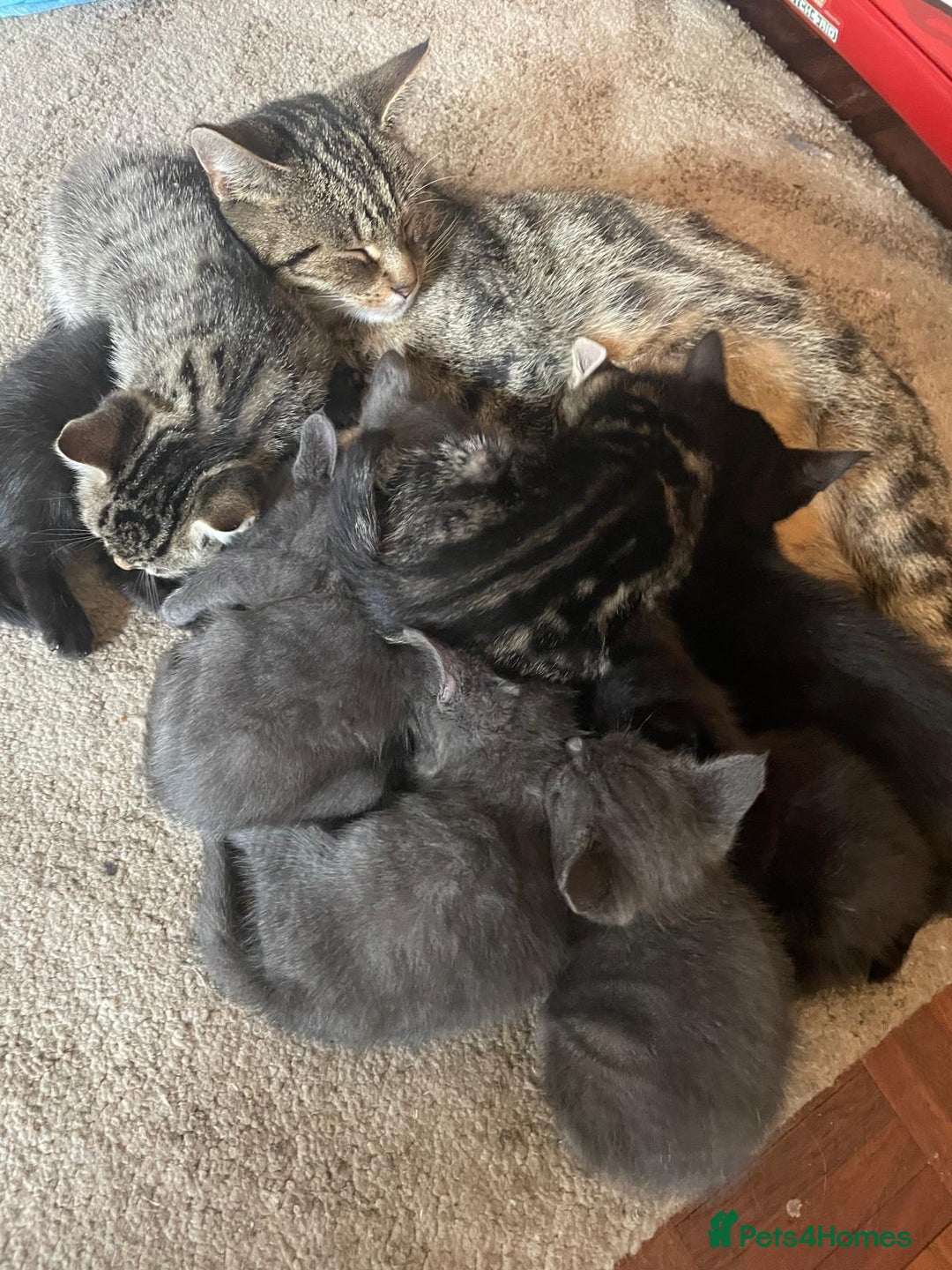 Domestic Shorthair cats for sale: Grey/tabby/black kittens - Image 9