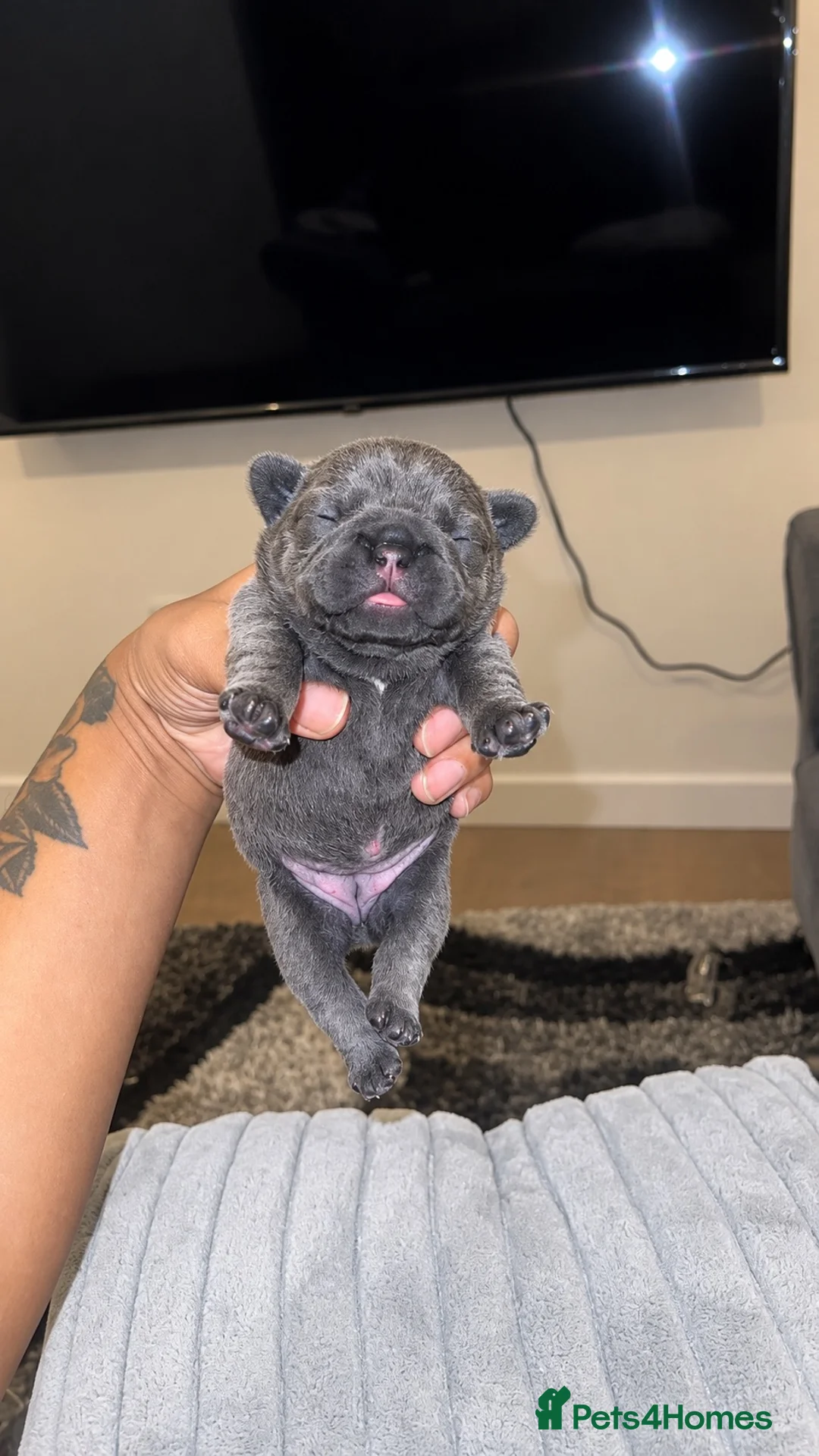 French Bulldog dogs for sale: 4 Adorable Frenchie puppies - 1 Week Old ❤️ - Advert 2