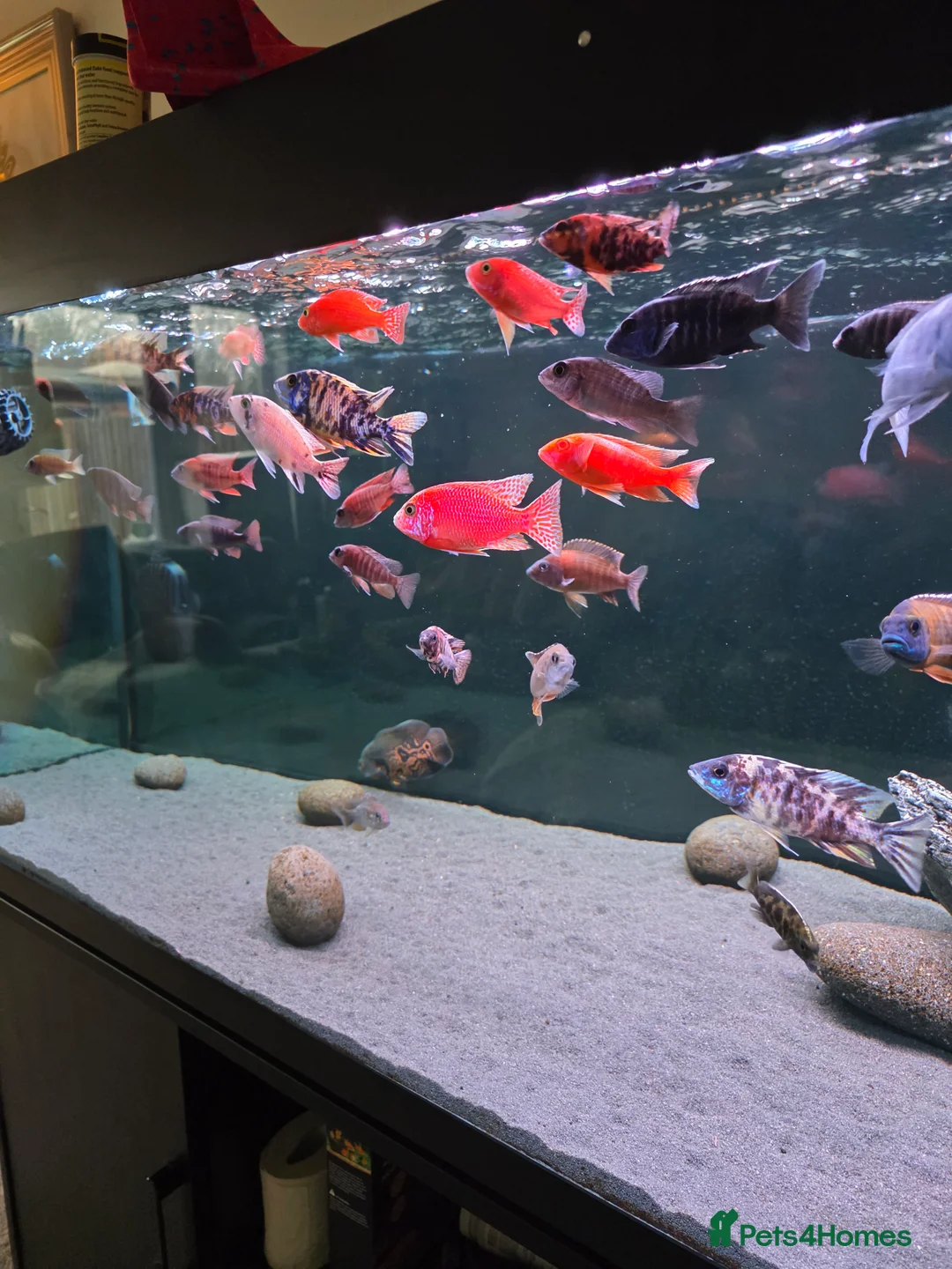 Cichlids fish for sale: 41-42 african chiclids. Peacocks and haps.  - Advert 4