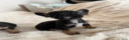French Bulldog dogs for sale: 2 Boys frenchbulldogs in Doncaster - Advert 2