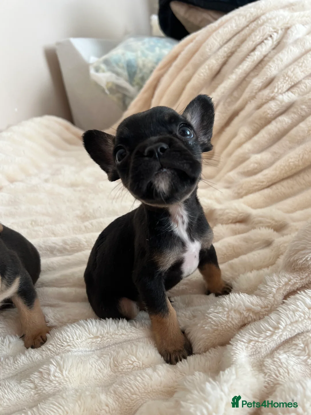French Bulldog dogs for sale: 2 Boys frenchbulldogs in Doncaster - Advert 2