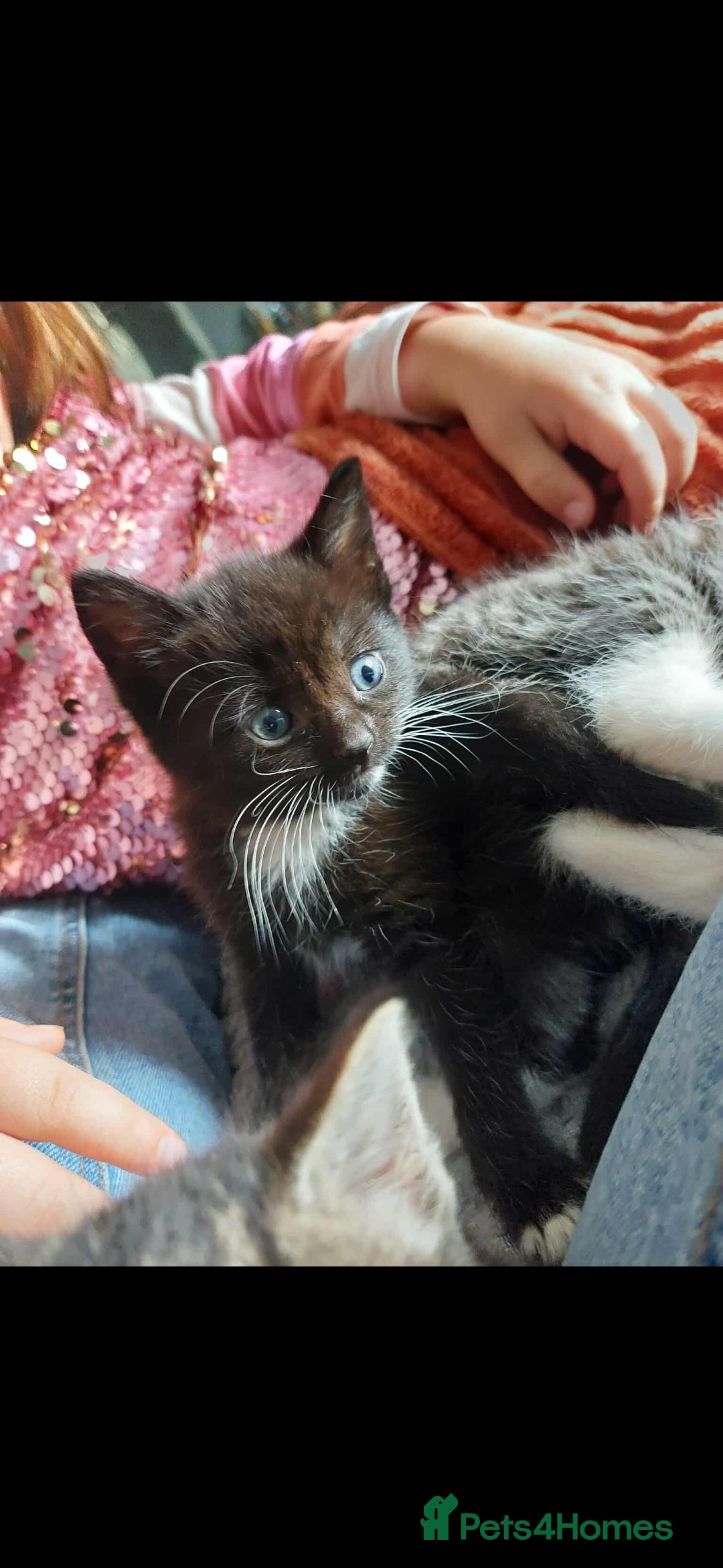 Mixed Breed cats for sale: Last female ready Wednesday - Image 16