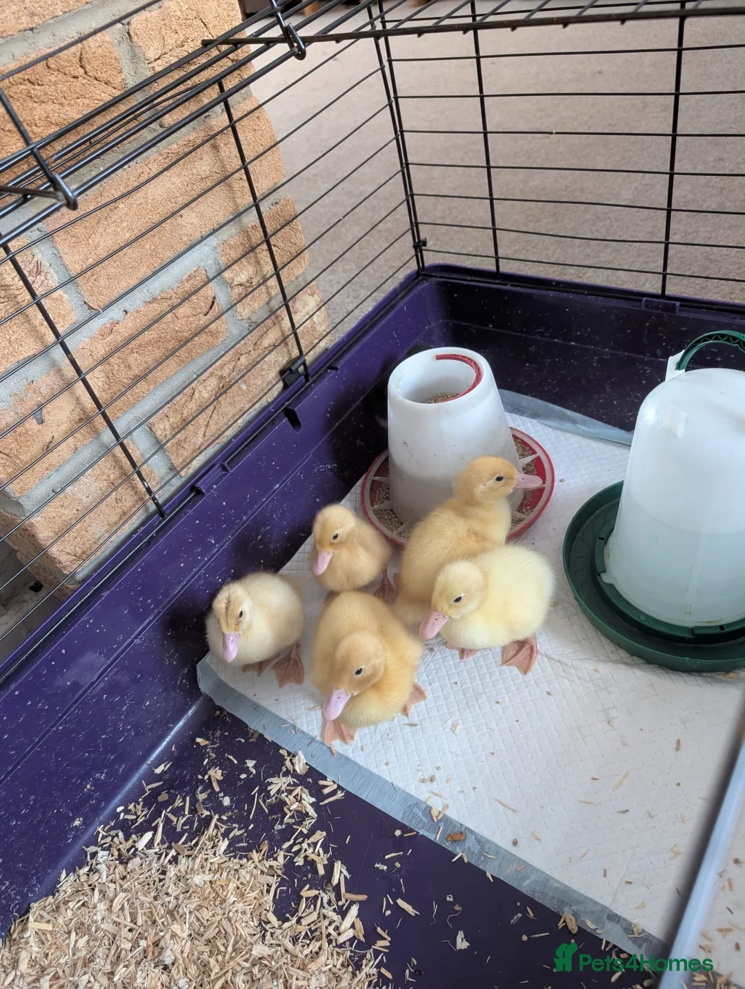 Ducks poultry for sale: Aylesbury ducklings  - Advert 1