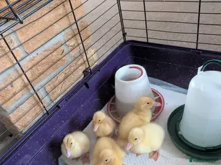 Ducks poultry Aylesbury ducklings - Advert 1