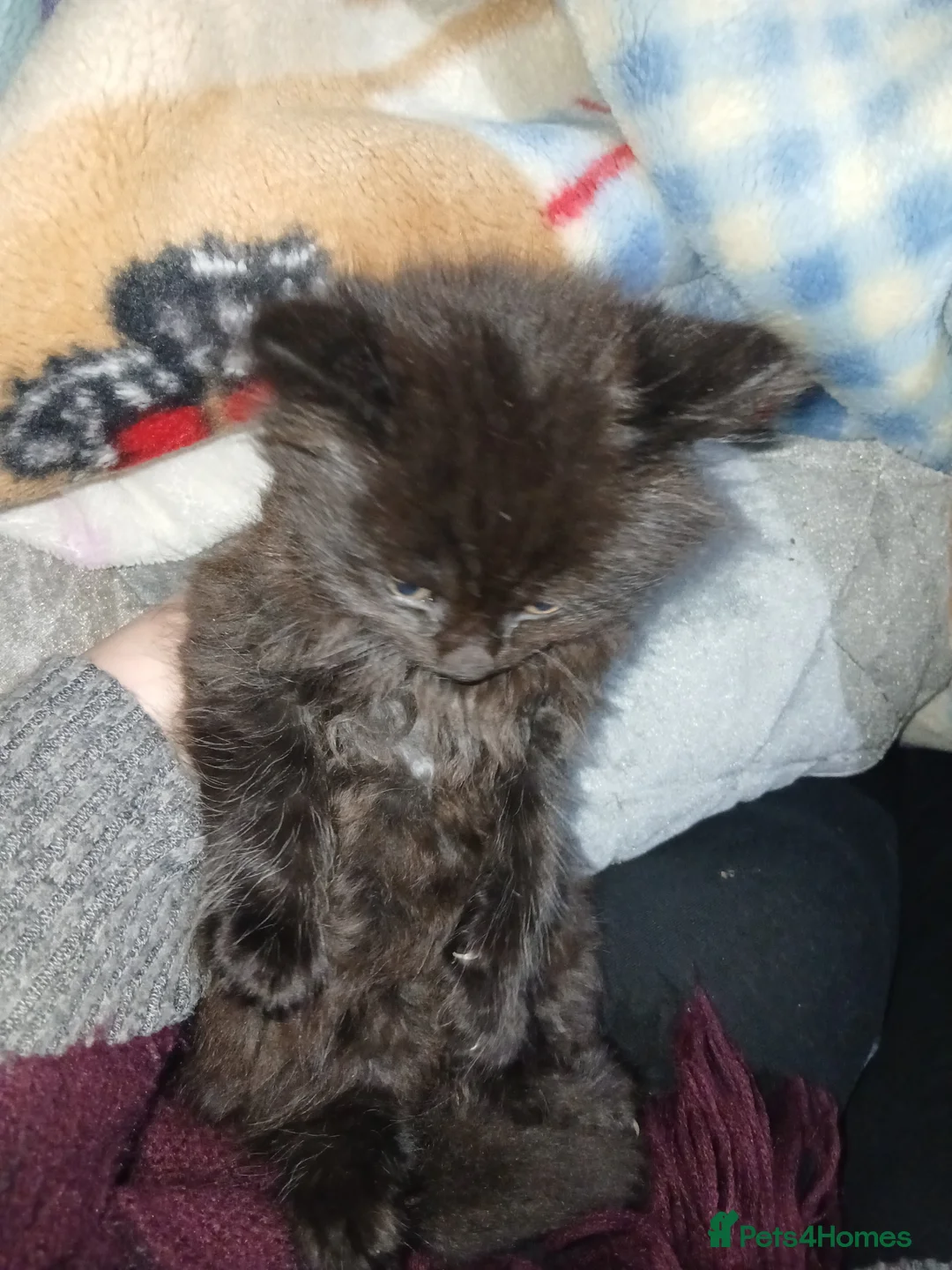 Mixed Breed cats for sale: Kittens for sale  - Advert 7