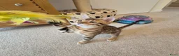 Bengal cats for sale: Stunning Pedigree Bengal Kittens - Advert 11
