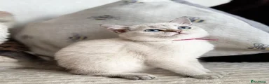 🩷 British Shorthair Kitten 4 - FEMALE