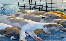 Whippet dogs for sale: Whippet pups  - Image 28
