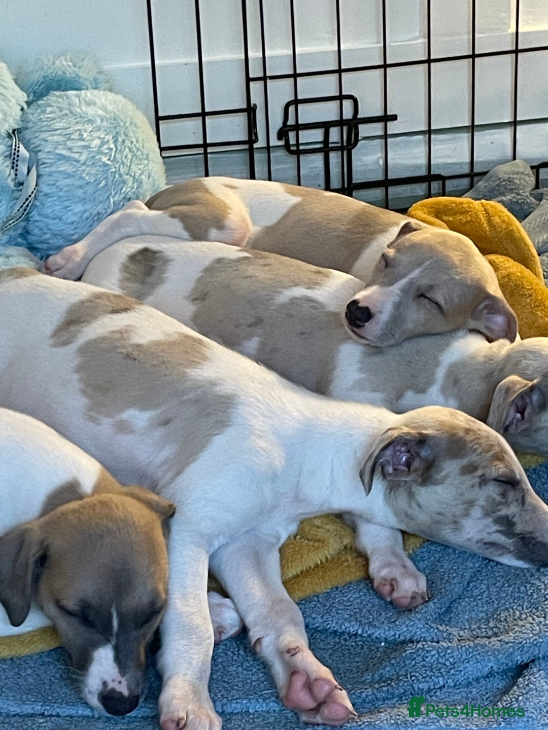 Whippet dogs for sale: Whippet pups  - Image 28