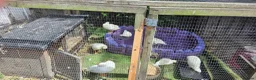 Ducks poultry for sale: 1 male and 1 female call duck 7 week old - Advert 2
