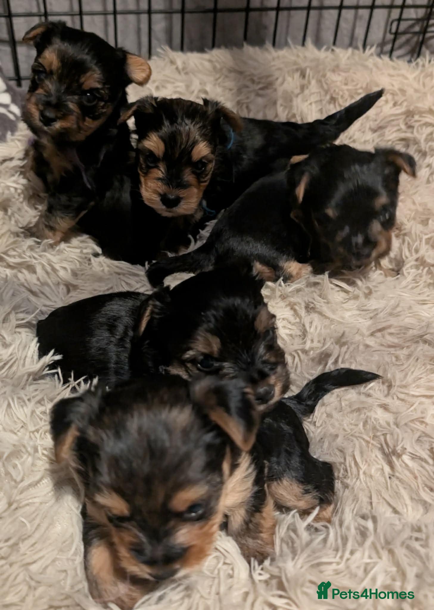 Yorkshire Terrier dogs 5 Yorkshire terriers pupies - Advert 2