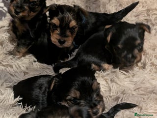 Yorkshire Terrier dogs 5 Yorkshire terriers pupies - Advert 2