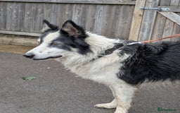 Border Collie dogs for adoption: Barney the Collie - Image 3
