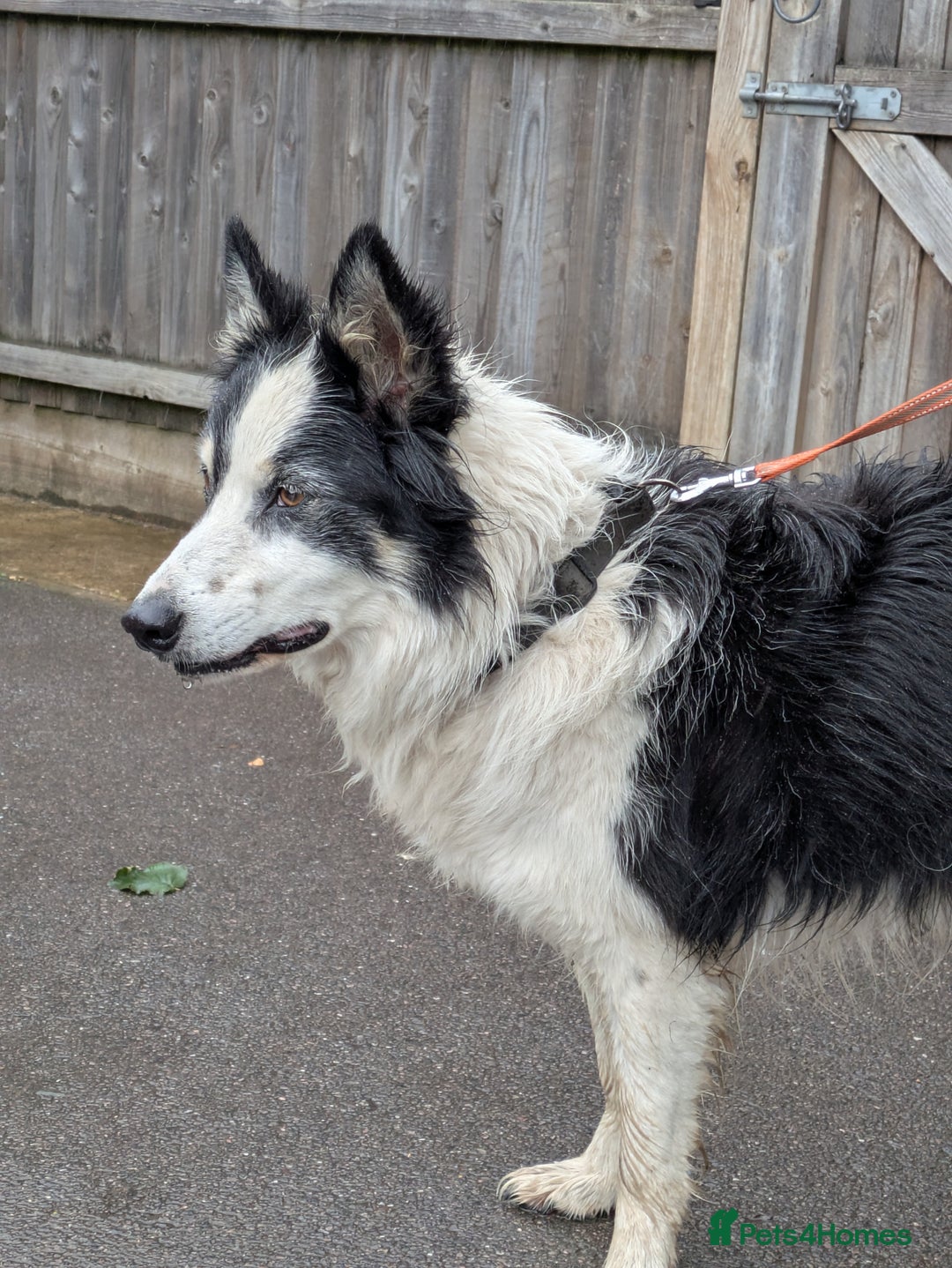Border Collie dogs for adoption: Barney the Collie - Image 3