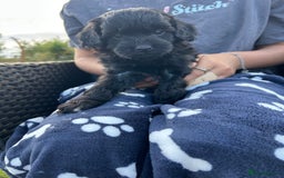 Cavapoo dogs for sale: Cavapoo puppies - Image 5