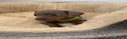 Dachshund dogs for sale: 6 beautiful dachshund puppies - Advert 9