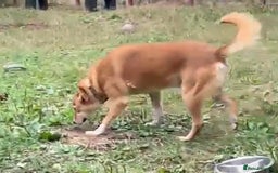 Mixed Breed dogs for adoption: Meet Wilson, currently residing in Ormskirk  - Image 3