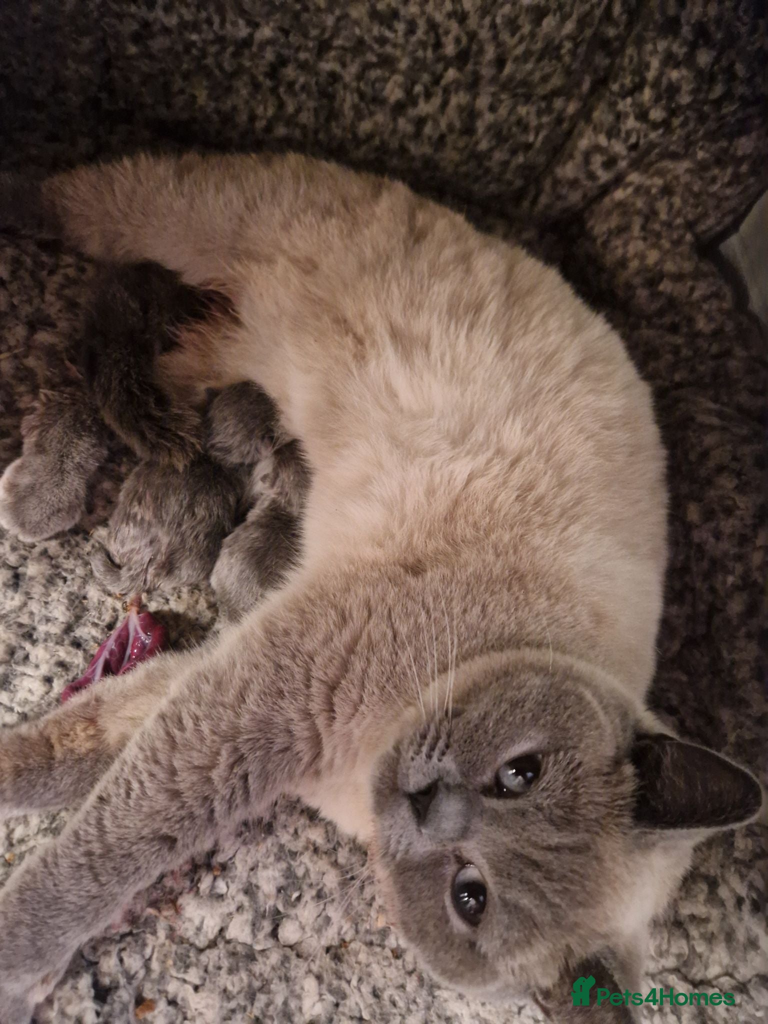 British Shorthair cats Beautiful British shorthair kittens to reserve  - Advert 5