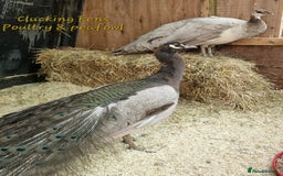 Peafowl poultry for sale: Peafowl Breeding stock for rehome - Image 10