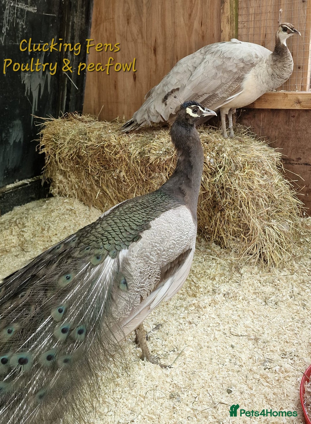 Peafowl poultry for sale: Peafowl Breeding stock for rehome - Image 10