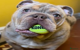 English Bulldog dogs for sale: Lilac tri merle male bulldog- Epic Bullyz sire - Image 4