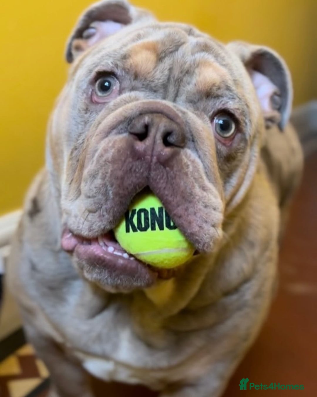 English Bulldog dogs for sale: Lilac tri merle male bulldog- Epic Bullyz sire - Image 4