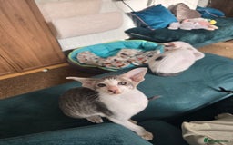 Oriental cats for sale: 2 beautiful pedigree kittens  - Image 2