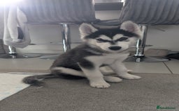 Siberian Husky dogs for stud: Olly - Husky Malamute - Image 1