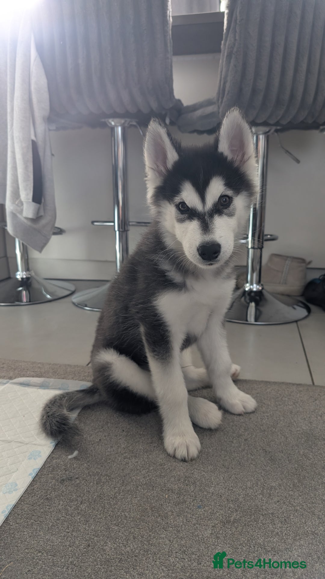 Siberian Husky dogs for stud: Olly - Husky Malamute - Image 1