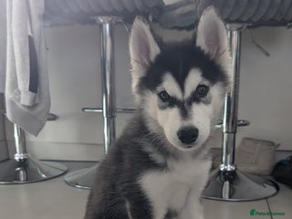 Siberian Husky dogs - Advert 32