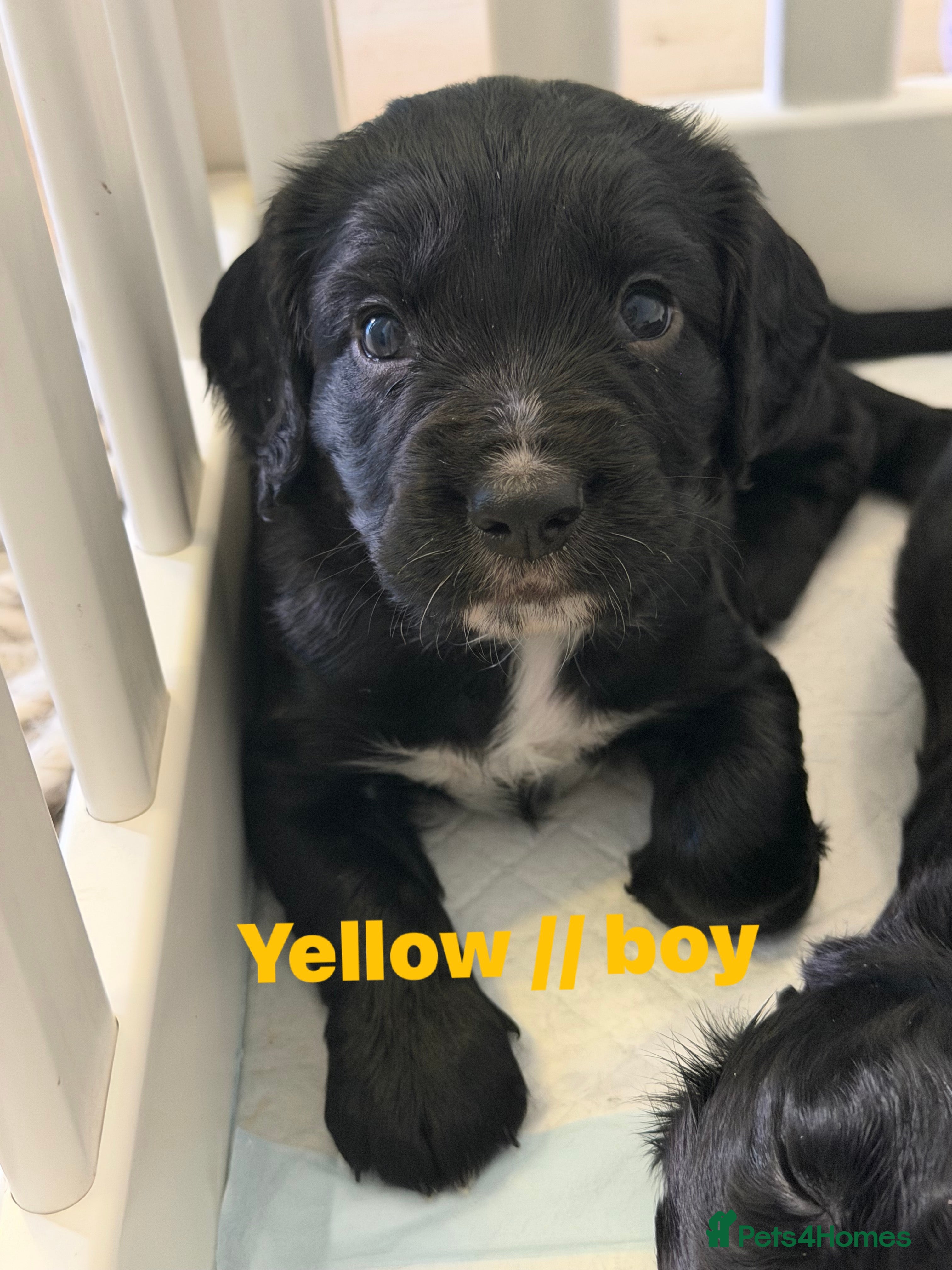 Sprocker dogs Sprocker spaniel puppies - Advert 1