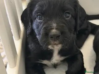 Sprocker dogs Sprocker spaniel puppies - Advert 1