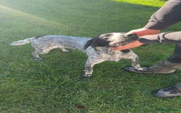 German Wirehaired Pointer dogs for sale: Ziggy  - Image 2