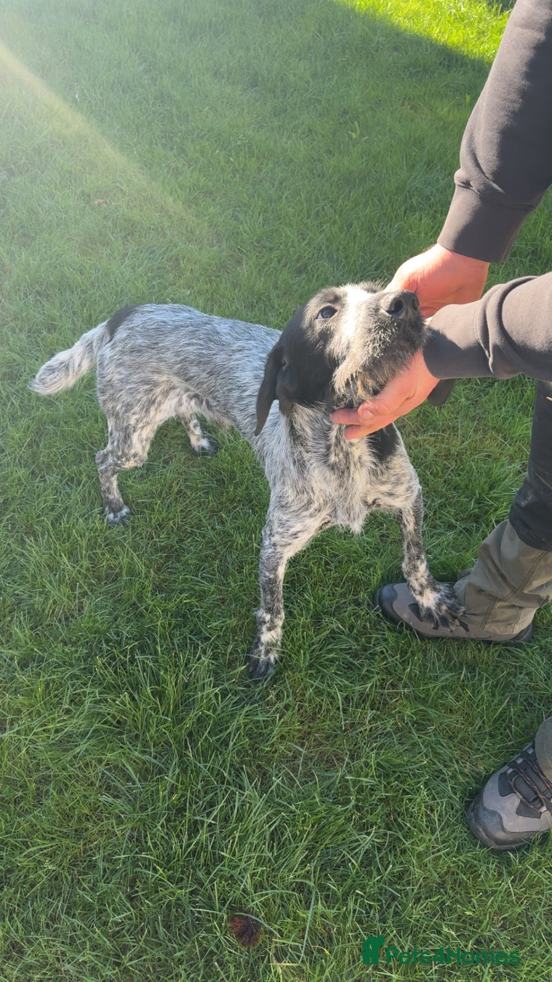 German Wirehaired Pointer dogs for sale: Ziggy  - Image 2