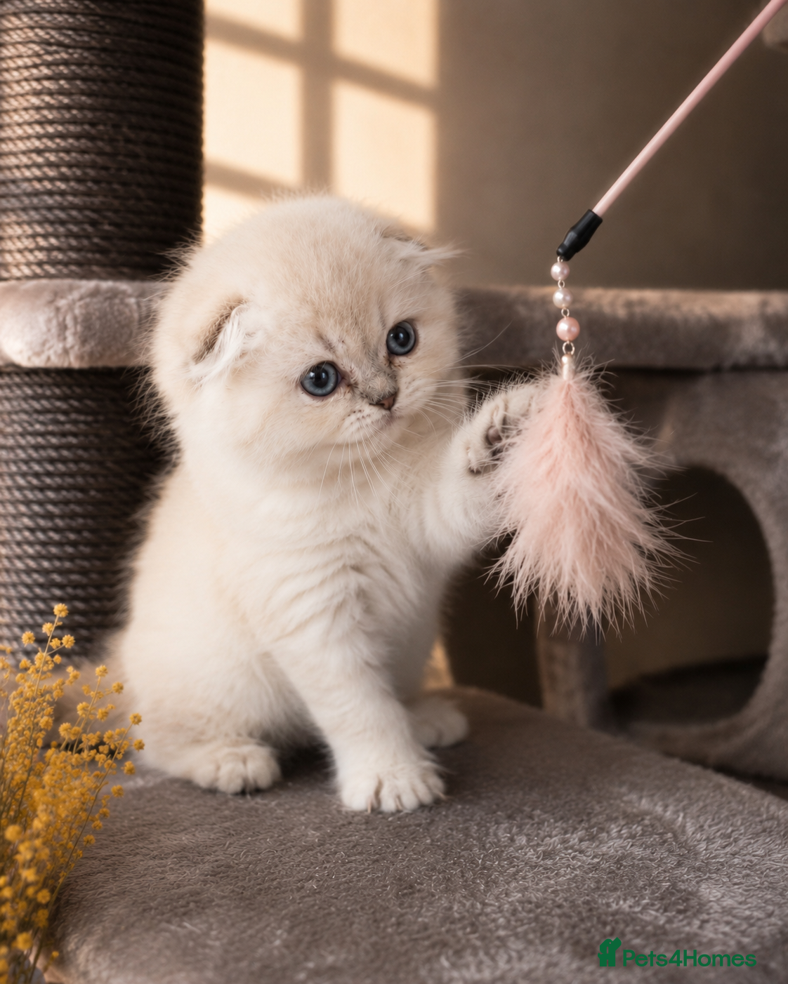 Scottish Fold cats for sale: 💓 LAST KITTEN 🐾 TICA reg - Advert 5