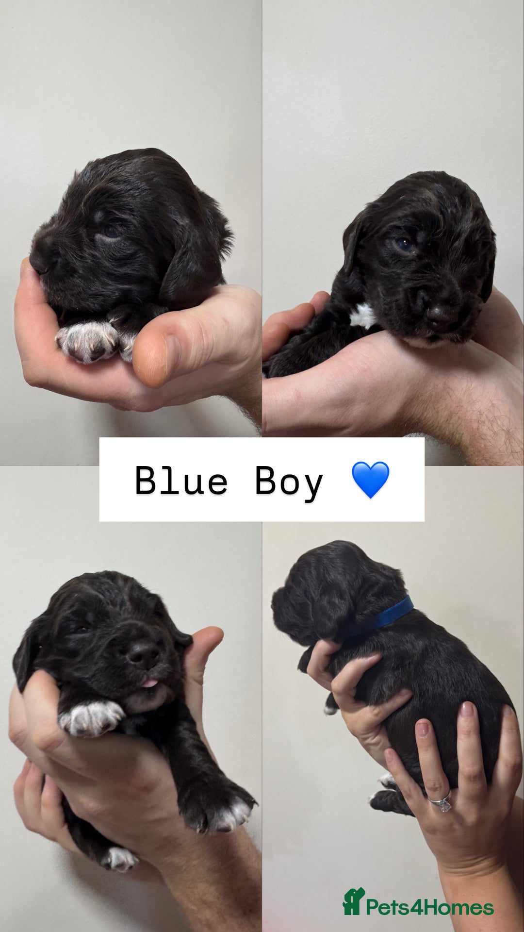 Sprocker dogs for sale: Gorgeous Sprocker Puppies Looking for 5* Homes - Advert 9