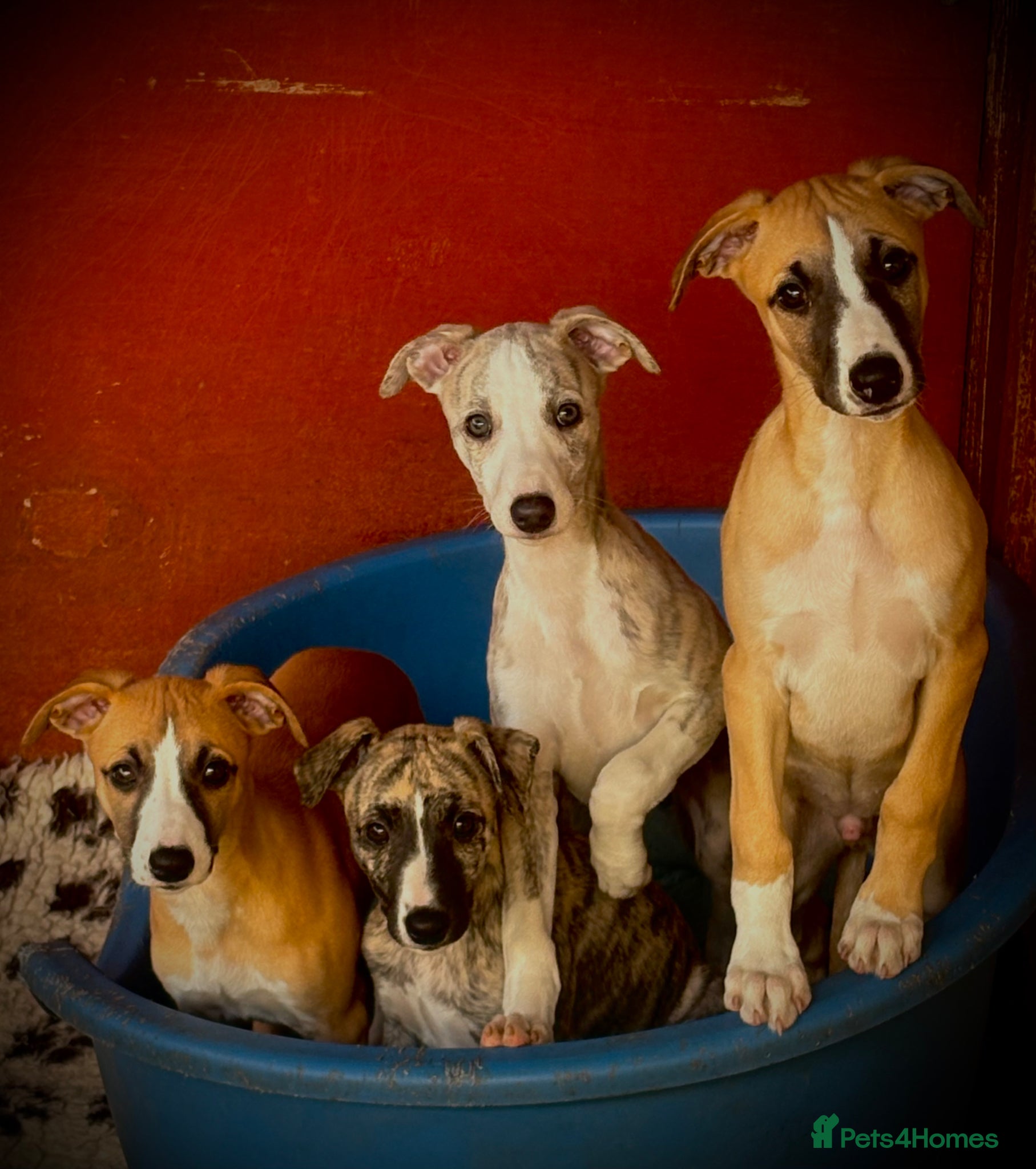 Whippet dogs KC whippet puppies  - Advert 1