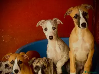 Whippet dogs KC whippet puppies - Advert 3