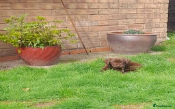 Labrador Retriever dogs for sale: Labrador puppies - Image 8