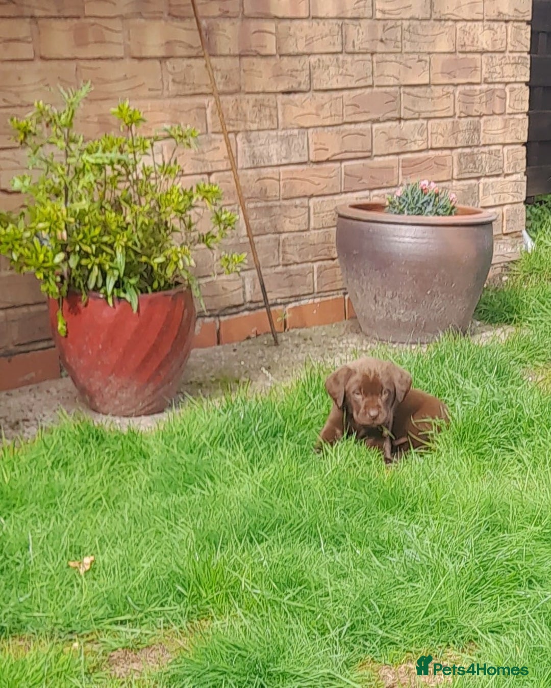 Labrador Retriever dogs for sale: Labrador puppies - Image 8