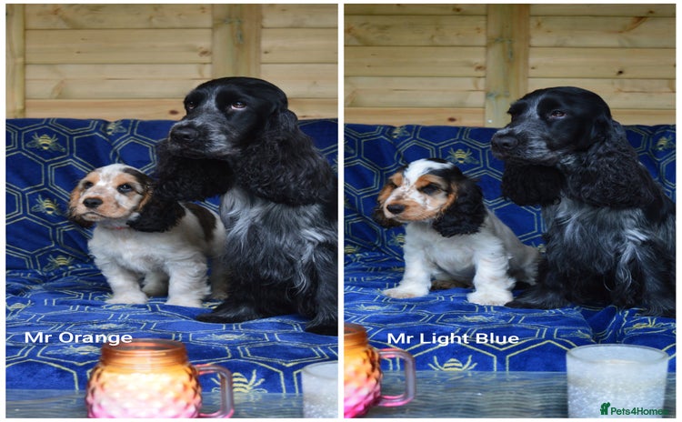 Cocker Spaniel dogs - Advert 1