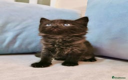 Maine Coon cats for sale: Maine Coon Kittens - Image 1