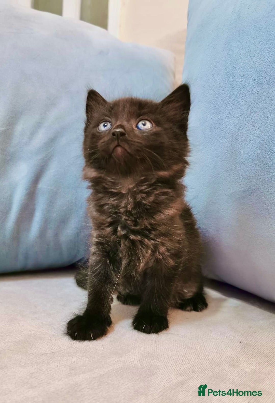 Maine Coon cats for sale: Maine Coon Kittens - Image 1