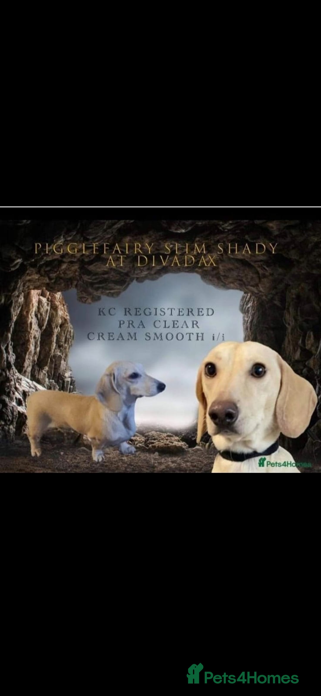Miniature Dachshund dogs for sale: Exceptional minature cream dachshunds - Image 14