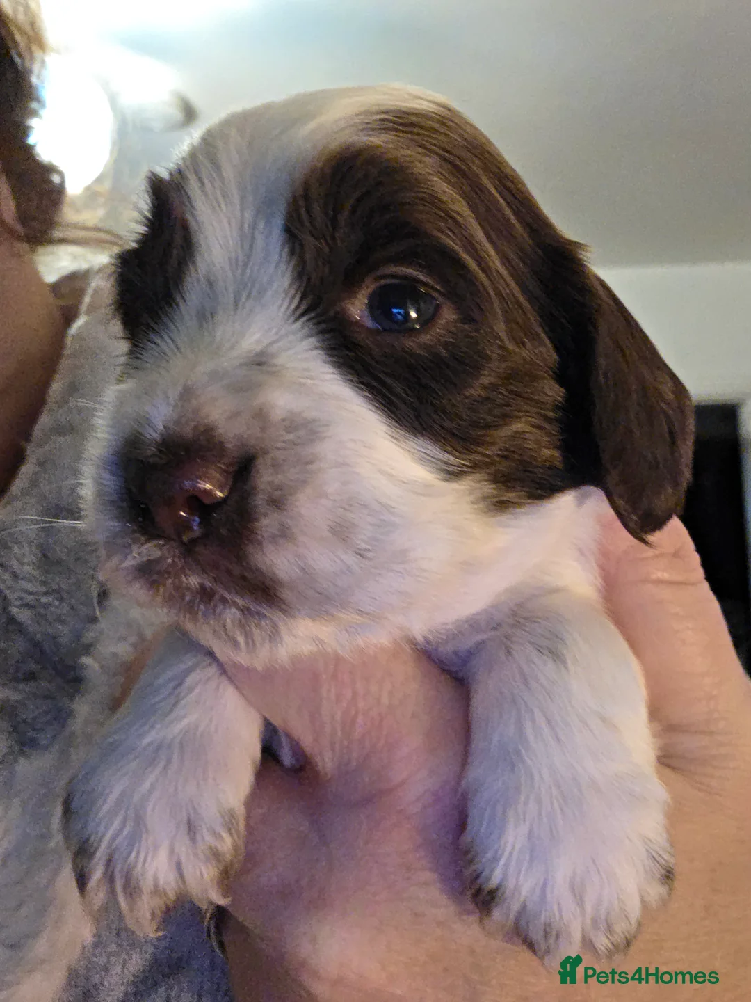 Cocker Spaniel dogs for sale: Choc roan cocker spaniel pups  - Advert 15