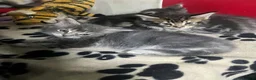 Maine Coon cats for sale: Maine coon American kittens  - Advert 6